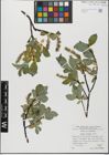 Foto von Salix glabra Scop.